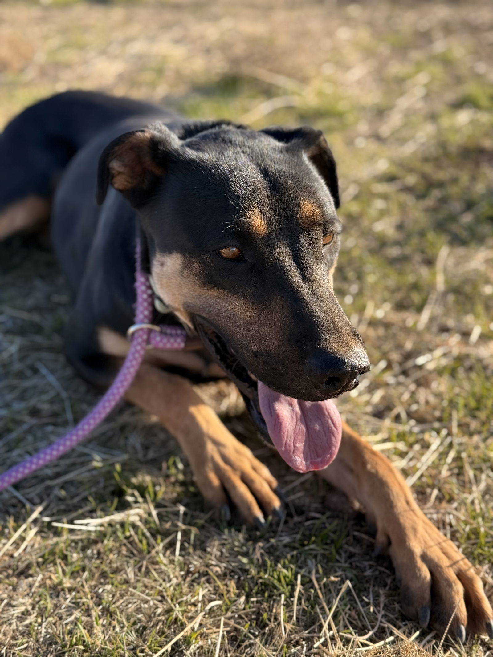 Toni, an adoptable Doberman Pinscher, Hound in Yreka, CA, 96097 | Photo Image 1