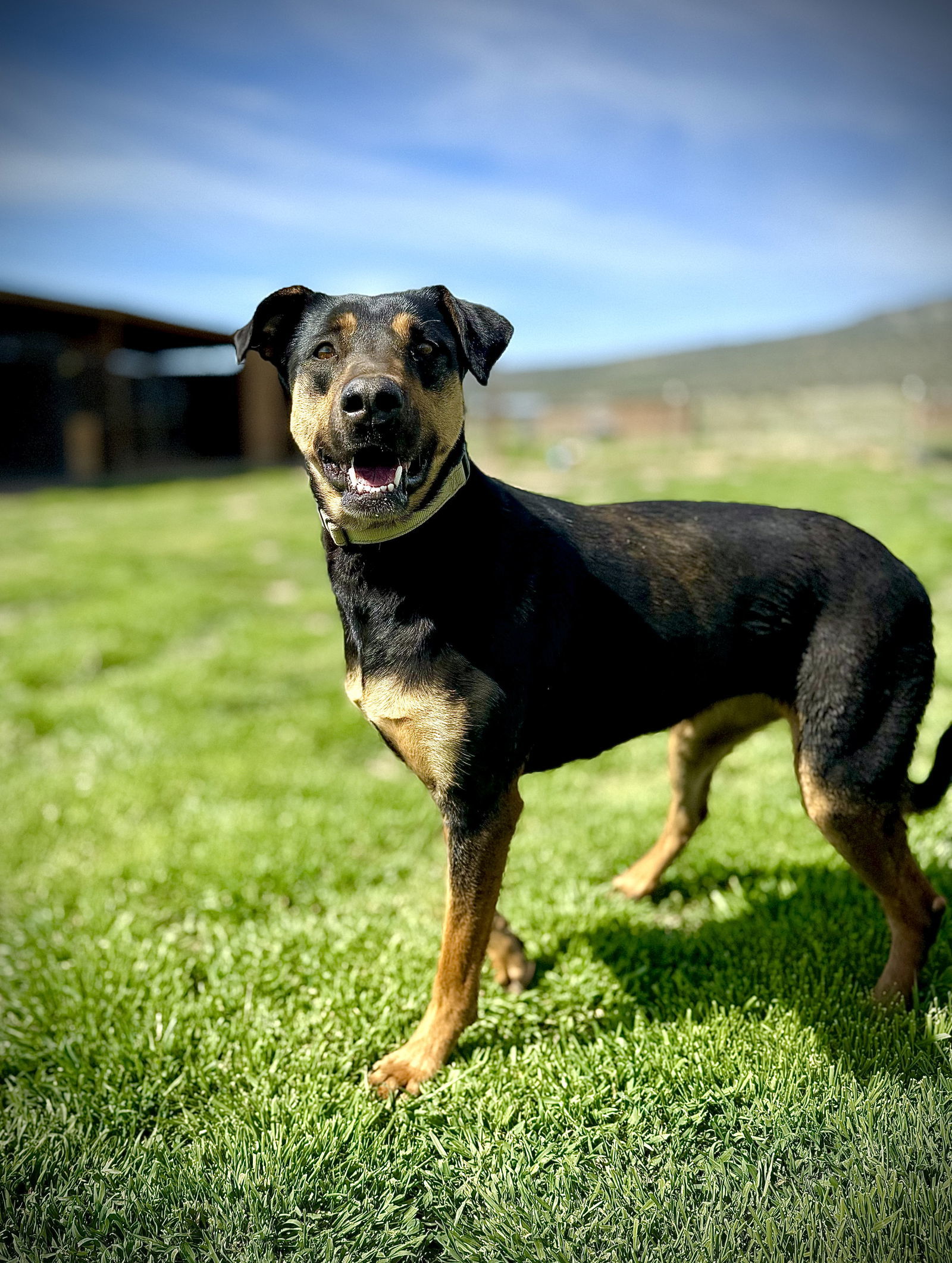 Toni, an adoptable Doberman Pinscher, Hound in Yreka, CA, 96097 | Photo Image 1