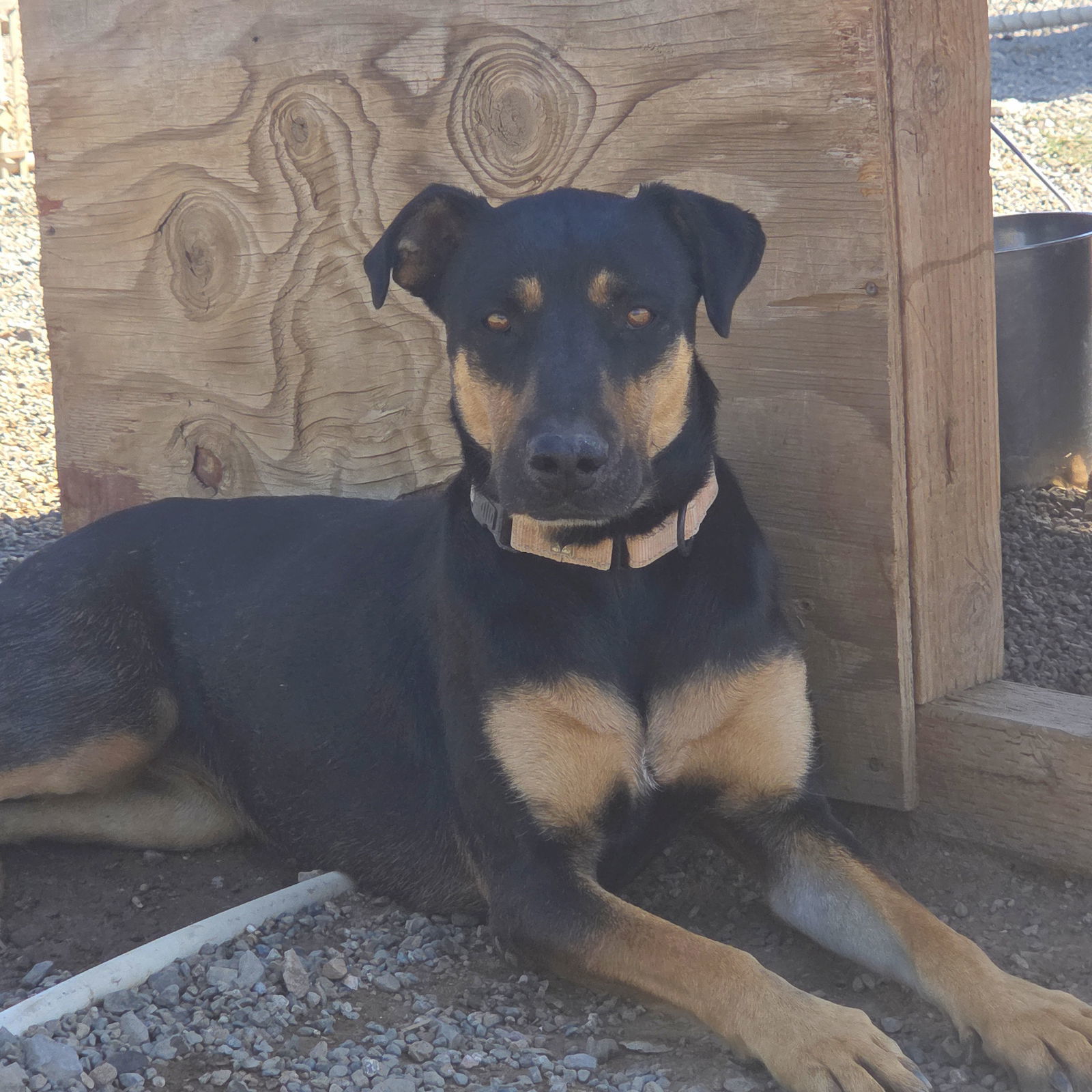 Toni, an adoptable Doberman Pinscher, Hound in Yreka, CA, 96097 | Photo Image 1