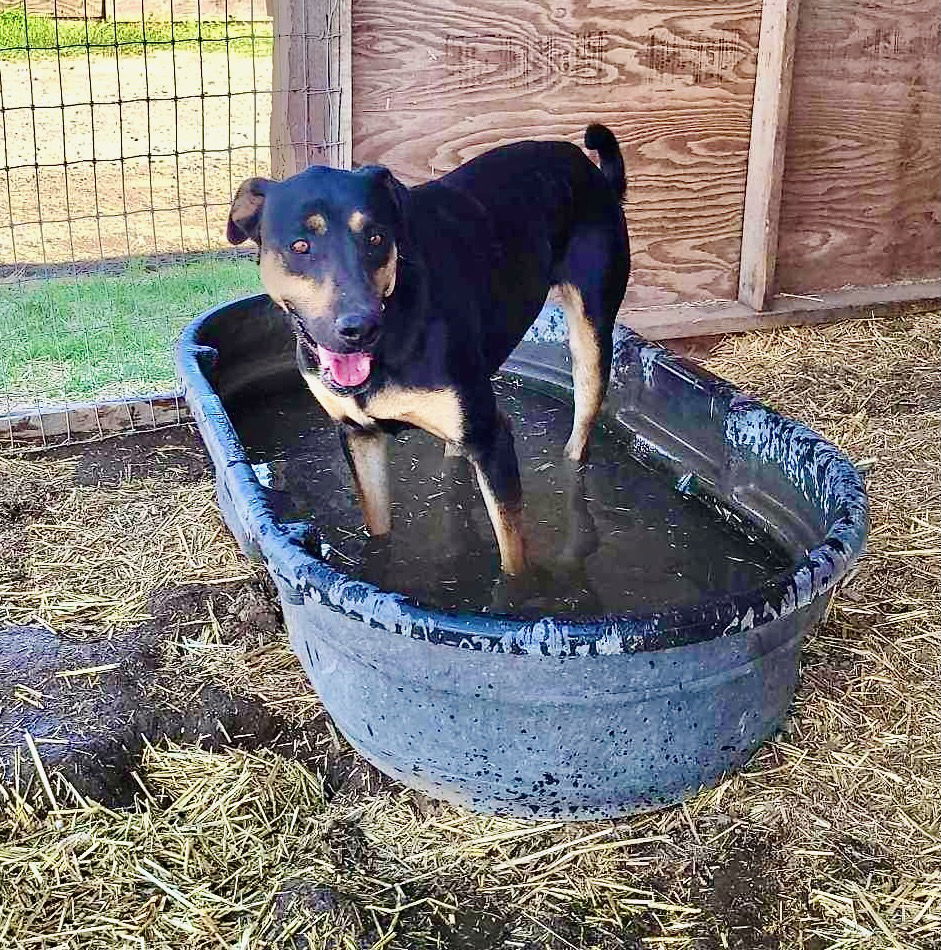 Toni, an adoptable Doberman Pinscher, Hound in Yreka, CA, 96097 | Photo Image 2