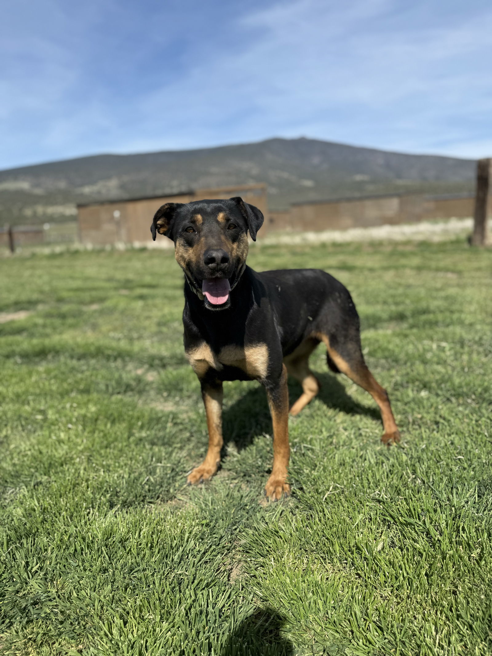 Toni, an adoptable Doberman Pinscher, Hound in Yreka, CA, 96097 | Photo Image 2