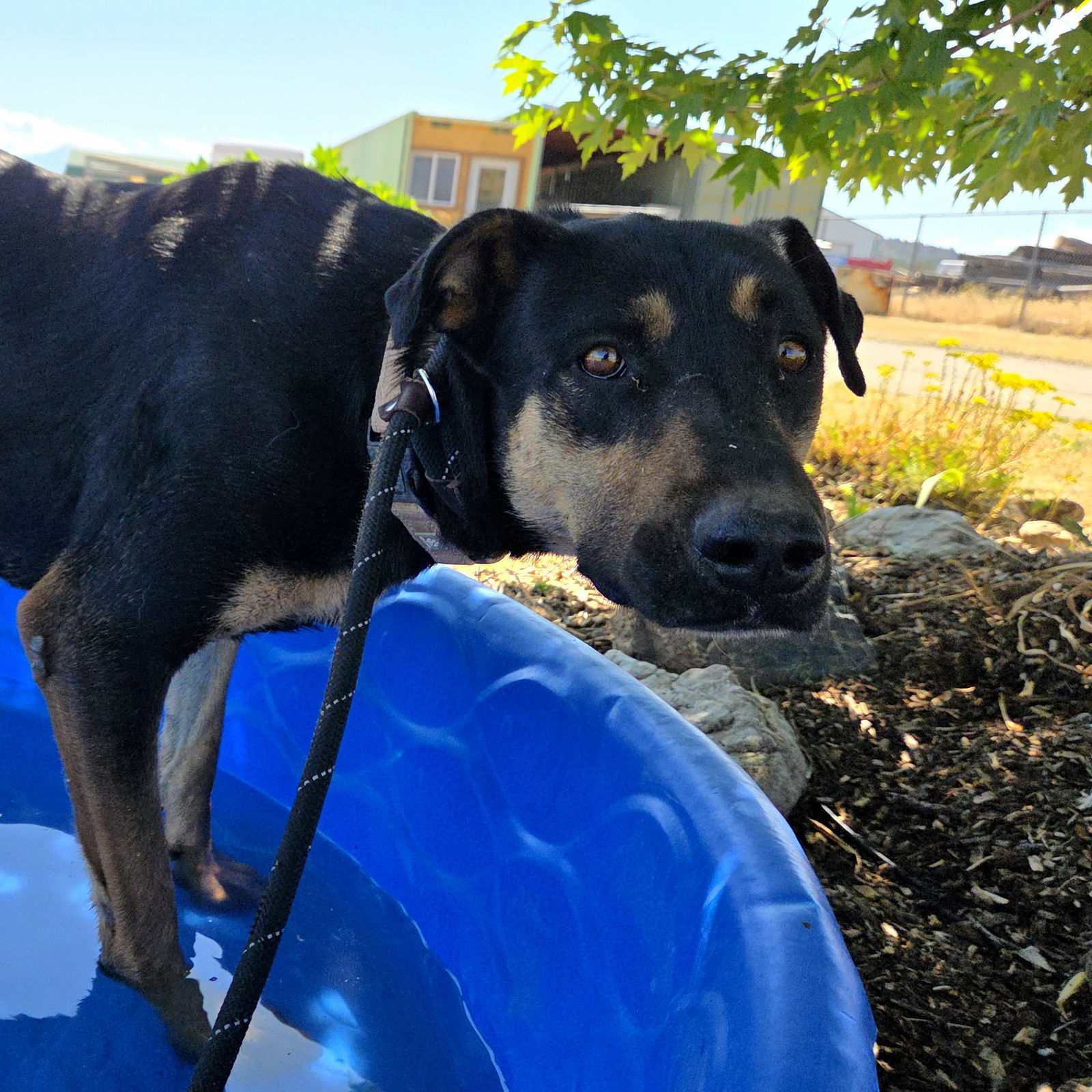 Toni, an adoptable Doberman Pinscher, Rhodesian Ridgeback in Yreka, CA, 96097 | Photo Image 2