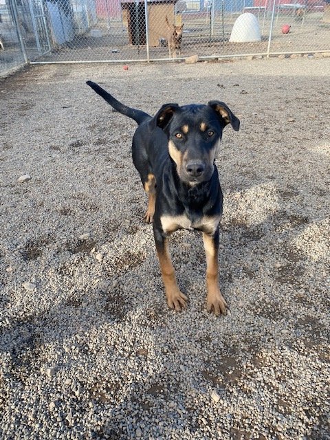 Toni, an adoptable Doberman Pinscher, Hound in Yreka, CA, 96097 | Photo Image 3