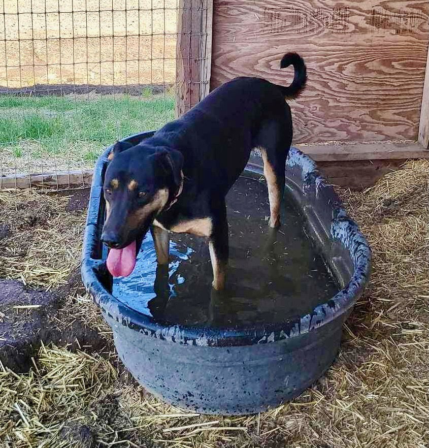 Toni, an adoptable Doberman Pinscher, Hound in Yreka, CA, 96097 | Photo Image 3