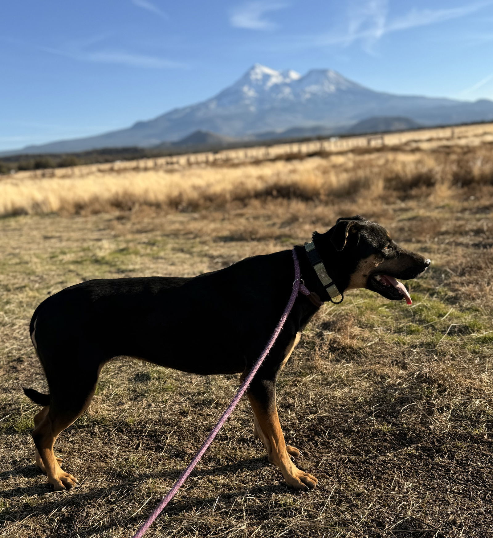 Toni, an adoptable Doberman Pinscher, Hound in Yreka, CA, 96097 | Photo Image 3