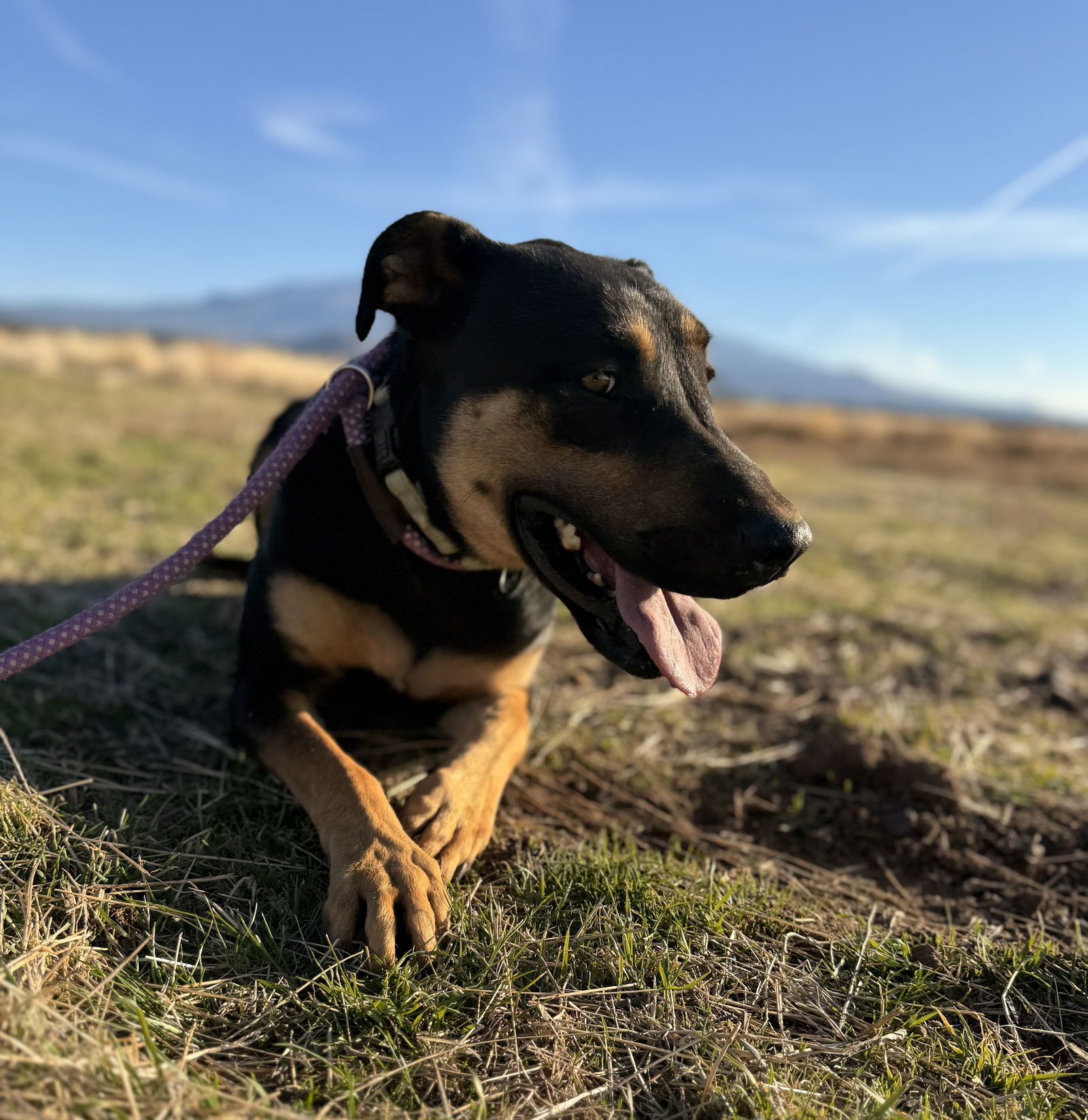 Toni, an adoptable Doberman Pinscher, Hound in Yreka, CA, 96097 | Photo Image 3