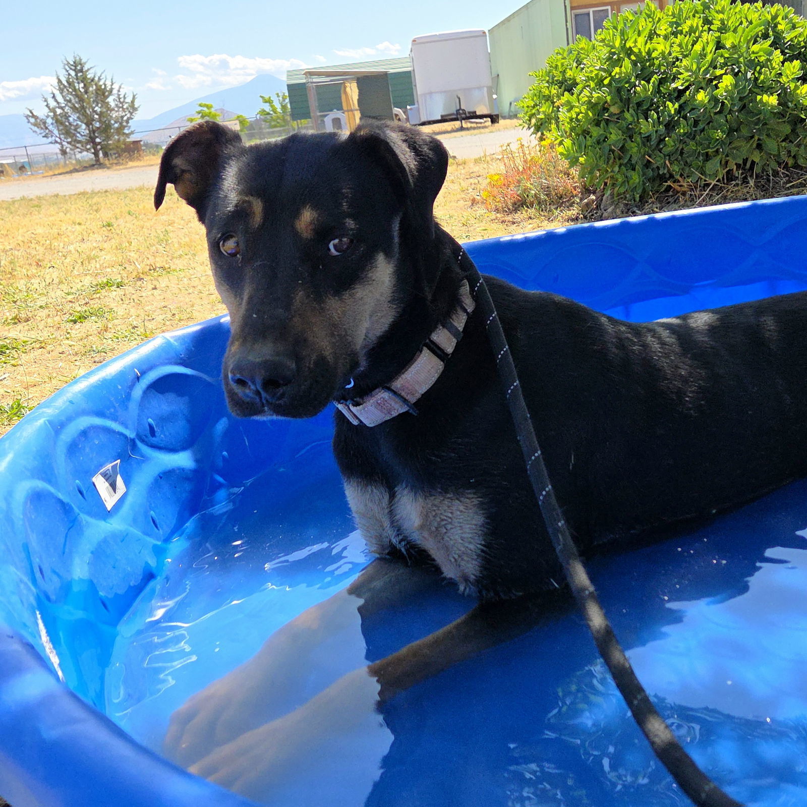 Toni, an adoptable Doberman Pinscher, Hound in Yreka, CA, 96097 | Photo Image 3