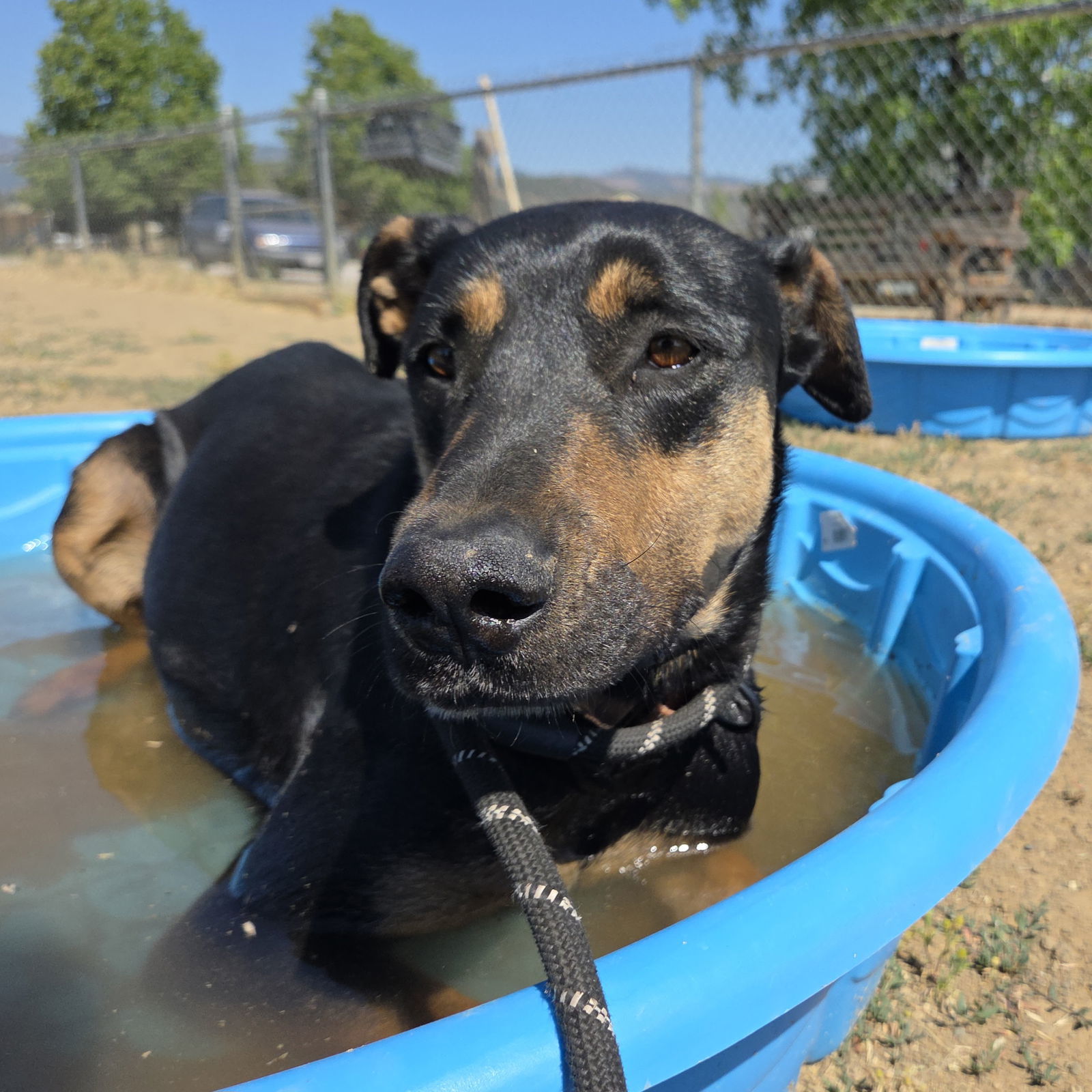 Toni, an adoptable Doberman Pinscher, Rhodesian Ridgeback in Yreka, CA, 96097 | Photo Image 3