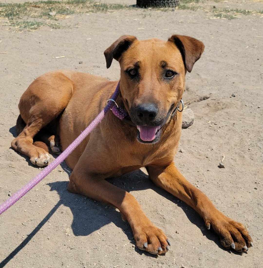 Midge, an adoptable Doberman Pinscher, Hound in Yreka, CA, 96097 | Photo Image 1