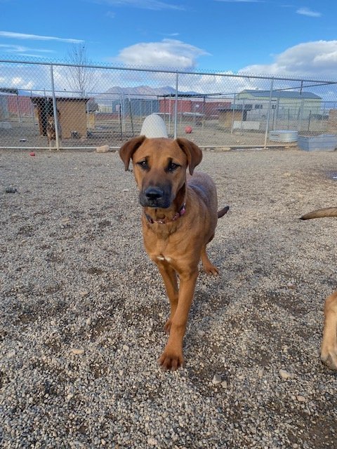 Midge, an adoptable Doberman Pinscher, Hound in Yreka, CA, 96097 | Photo Image 2