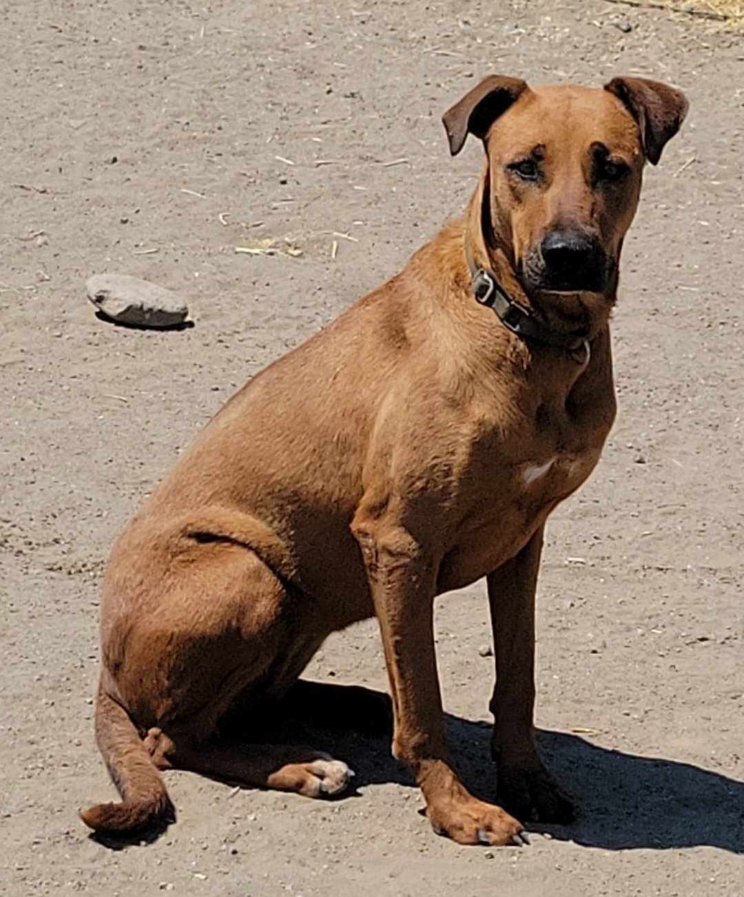 Midge, an adoptable Doberman Pinscher, Hound in Yreka, CA, 96097 | Photo Image 2