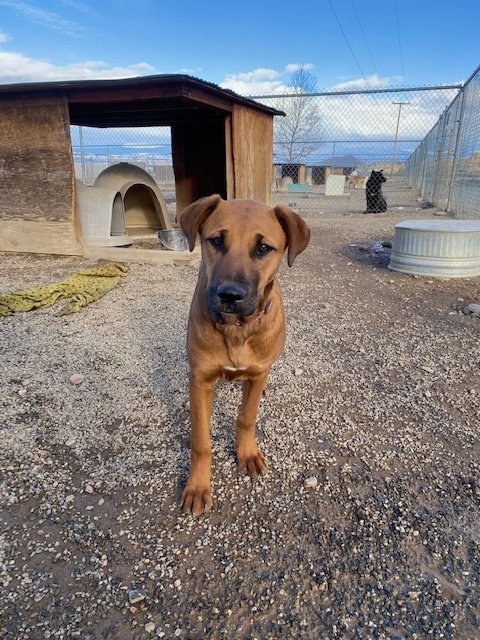 Midge, an adoptable Doberman Pinscher, Hound in Yreka, CA, 96097 | Photo Image 3