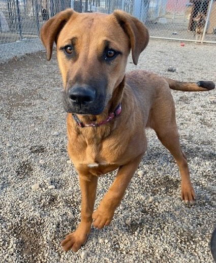 Midge, an adoptable Doberman Pinscher, Hound in Yreka, CA, 96097 | Photo Image 3