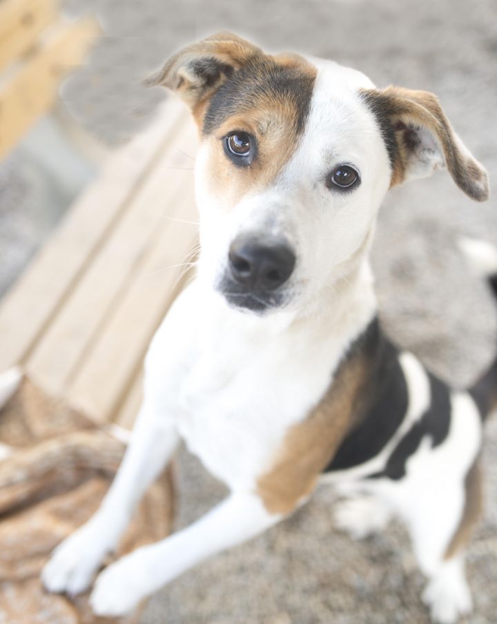 Patches, an adopted American Foxhound & Terrier Mix in Cincinnati, OH_image-2