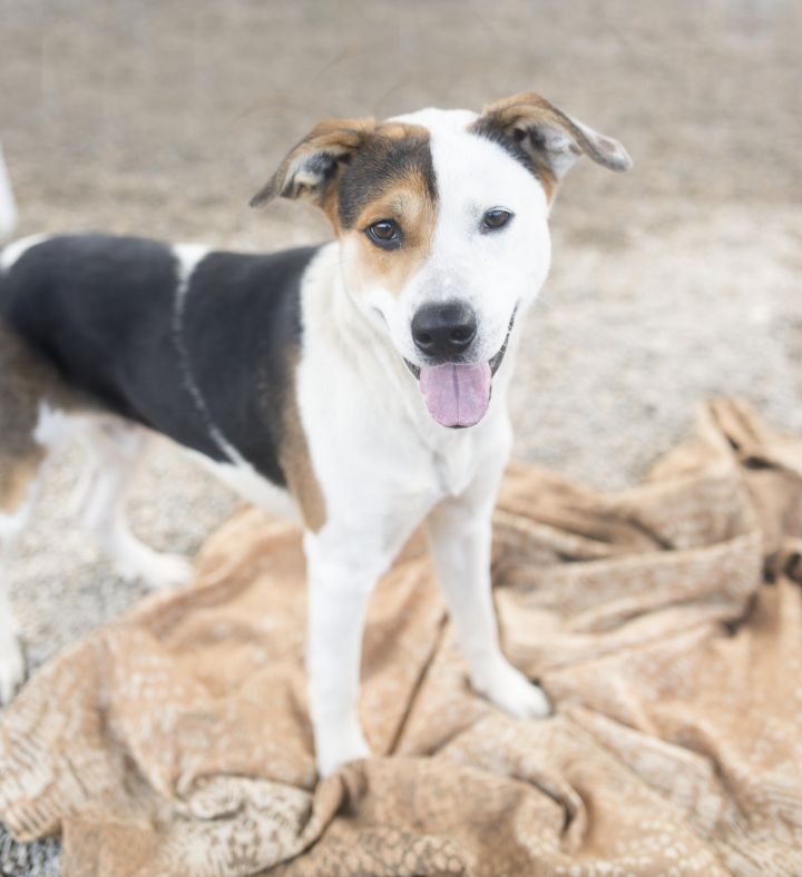 Patches, an adopted American Foxhound & Terrier Mix in Cincinnati, OH_image-1