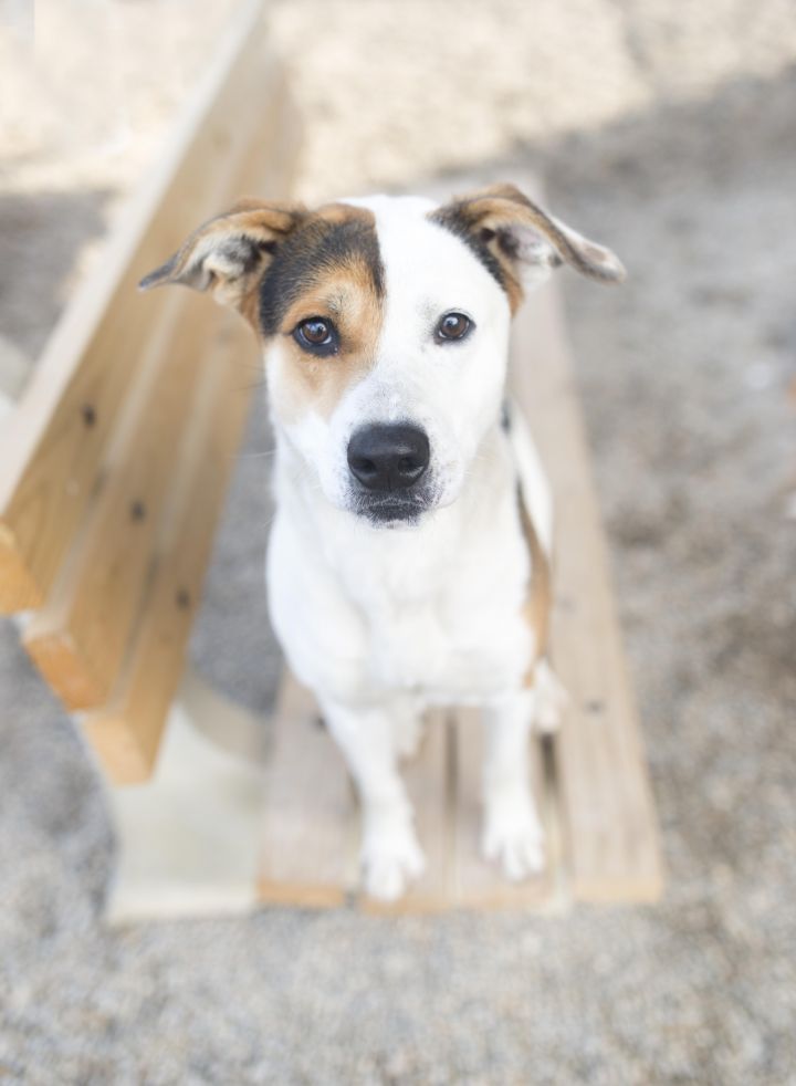 Patches, an adopted American Foxhound & Terrier Mix in Cincinnati, OH_image-4