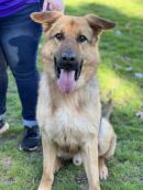 BIG HEAD's profile on Petfinder.com