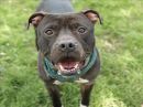 ARLO's profile on Petfinder.com