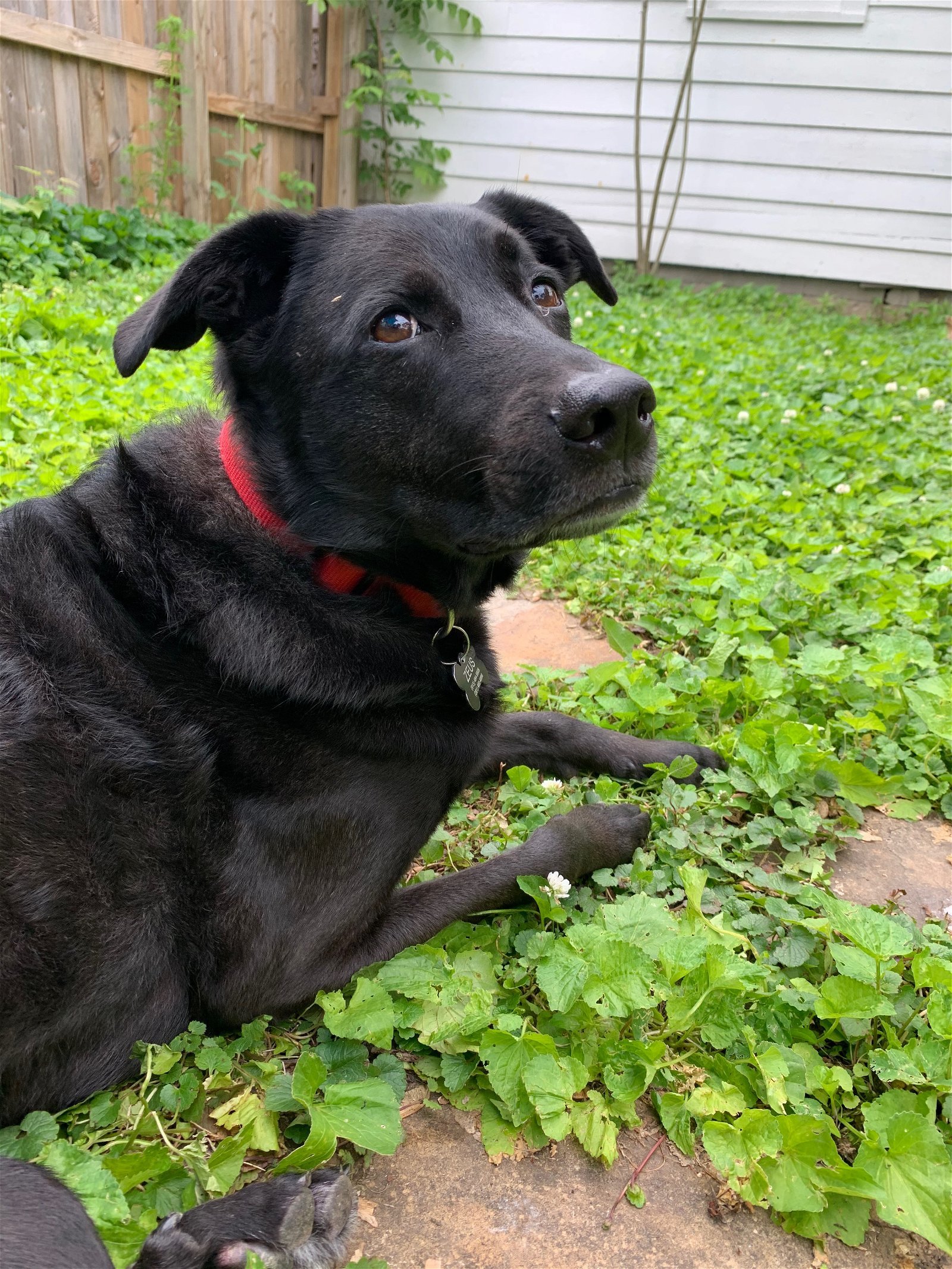 Black lab hot sale german shepard