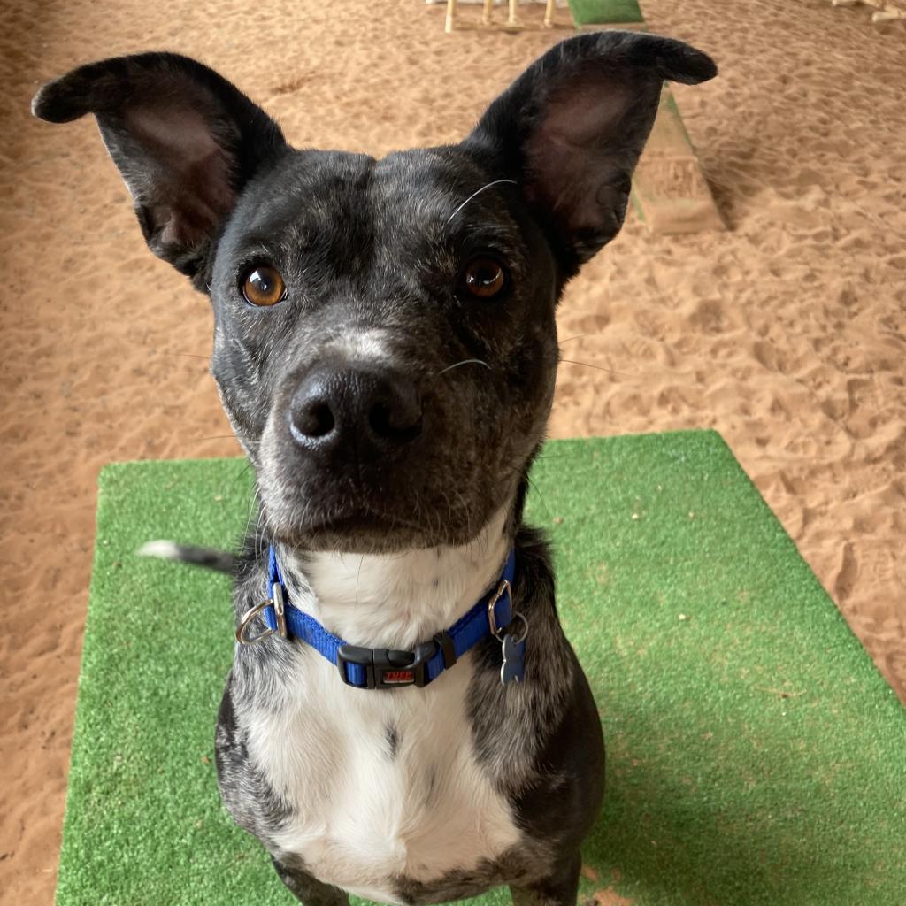 Lennon, an adoptable Catahoula Leopard Dog, Pit Bull Terrier in Kanab, UT, 84741 | Photo Image 1