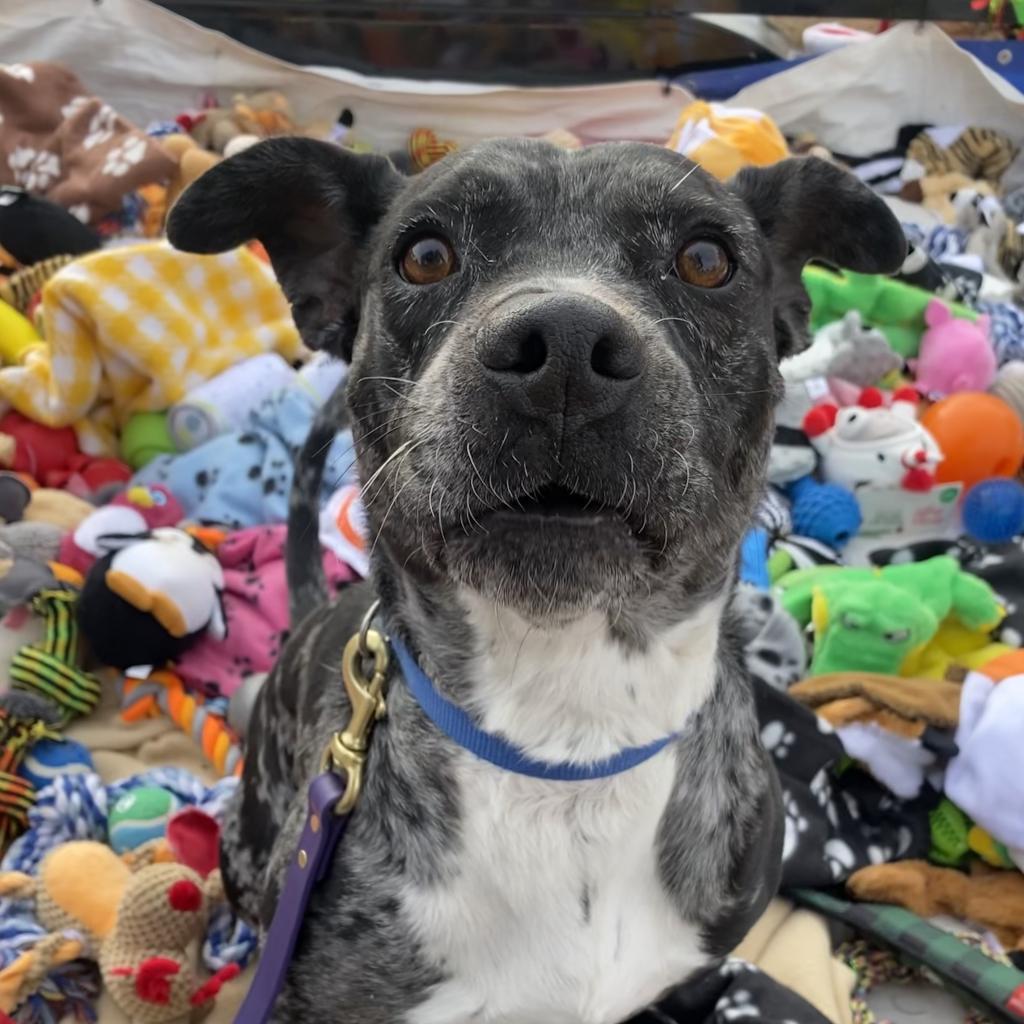 Lennon, an adoptable Catahoula Leopard Dog, Pit Bull Terrier in Kanab, UT, 84741 | Photo Image 5