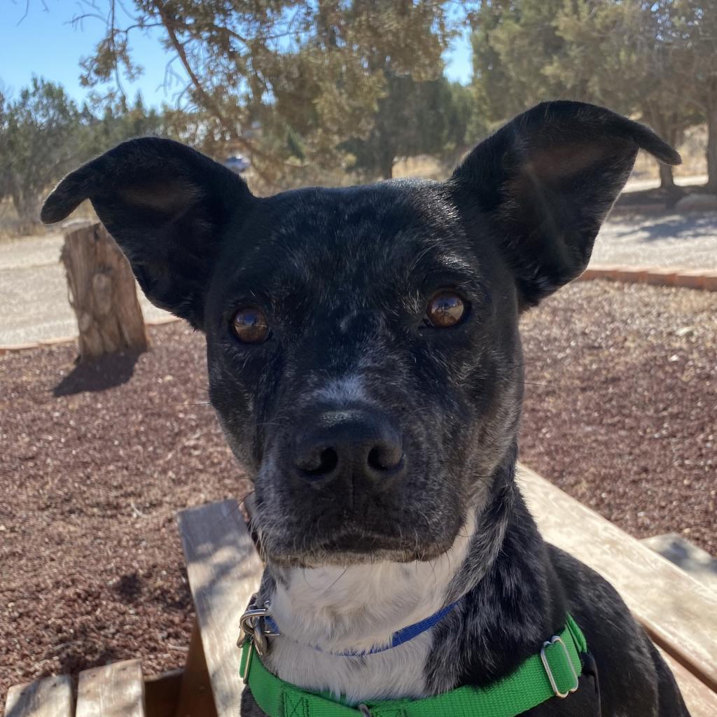 Lennon, an adoptable Catahoula Leopard Dog, Pit Bull Terrier in Kanab, UT, 84741 | Photo Image 6