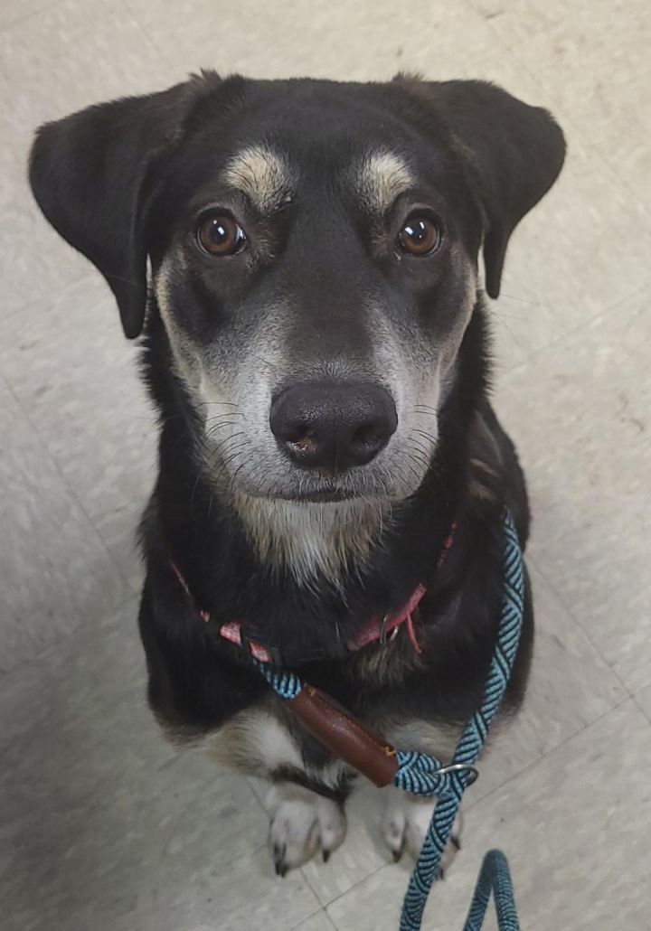 Dog for adoption Bell, a Hound Mix in Medina, OH Petfinder