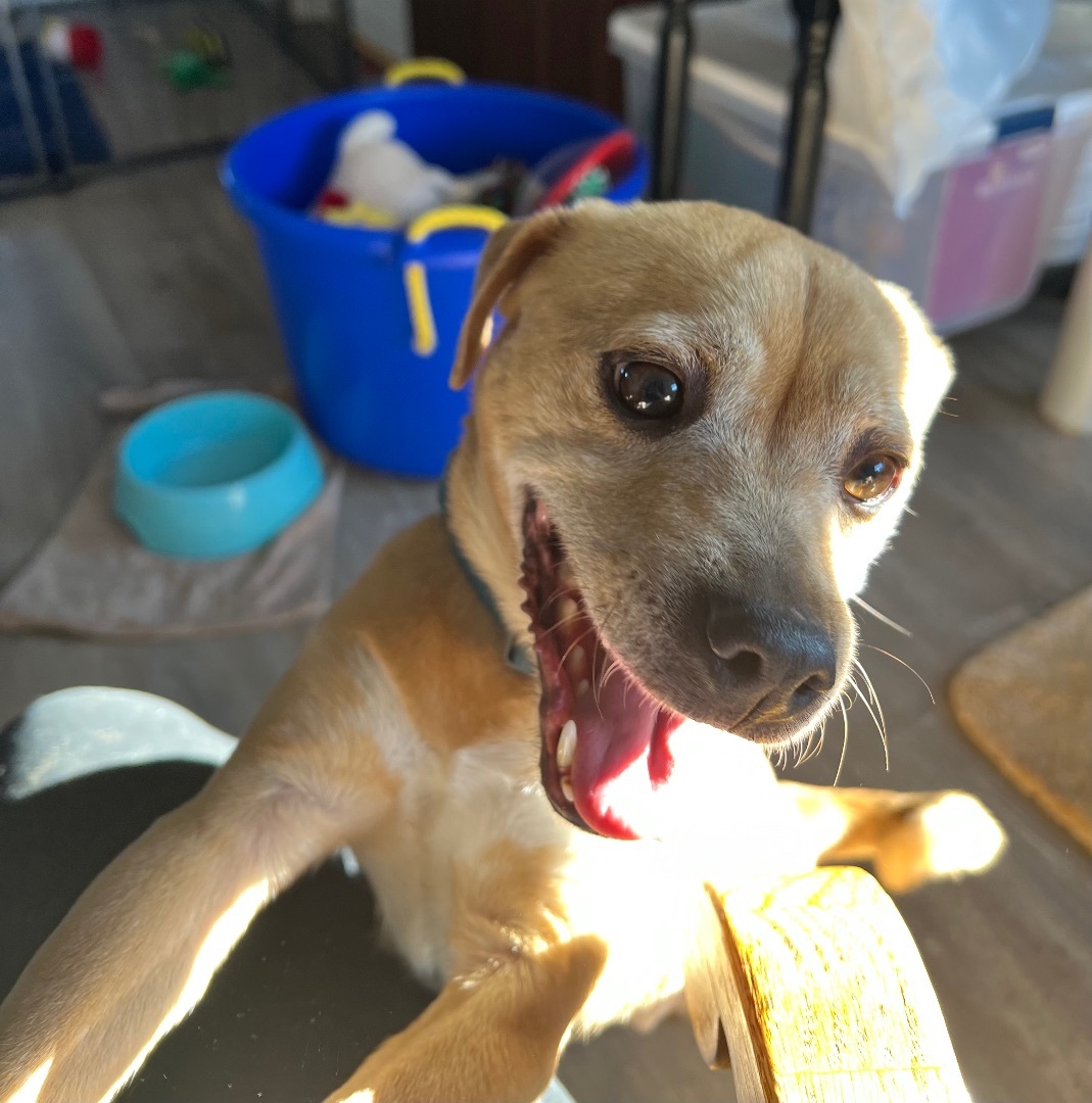 Sarge, an adoptable Chihuahua in Bend, OR, 97701 | Photo Image 2