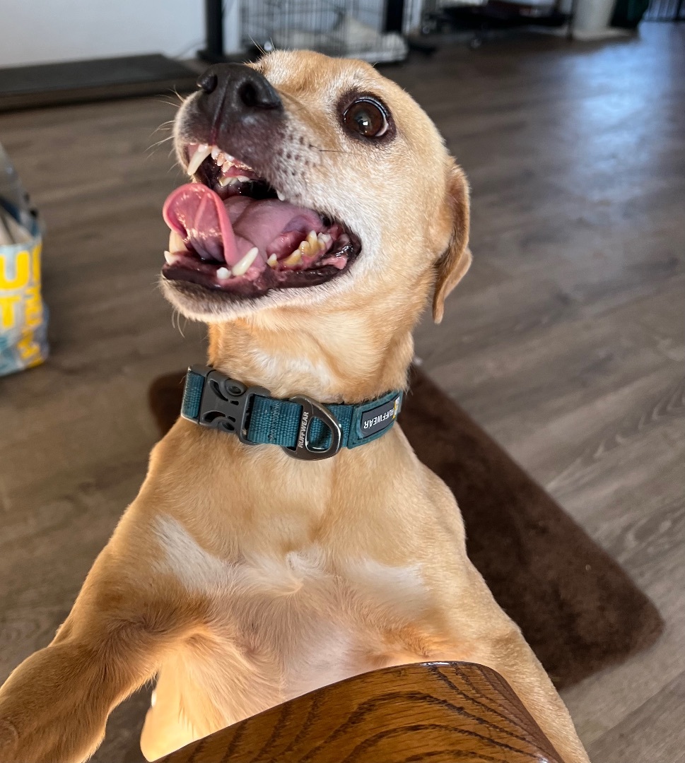 Sarge, an adoptable Chihuahua in Bend, OR, 97701 | Photo Image 1