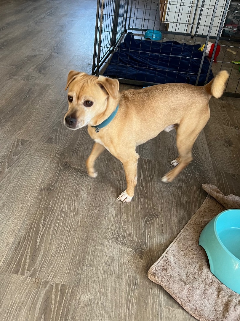 Sarge, an adoptable Chihuahua in Bend, OR, 97701 | Photo Image 4