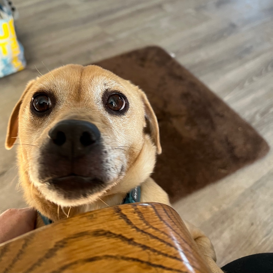 Sarge, an adoptable Chihuahua in Bend, OR, 97701 | Photo Image 5