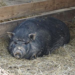 Gillian, Adult Female unknown