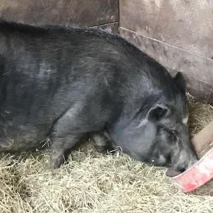 Bubbles, Adult Female unknown