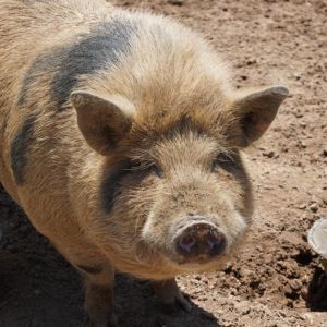 Chalk, Adult Female unknown