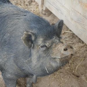 Magnet, Adult Female unknown