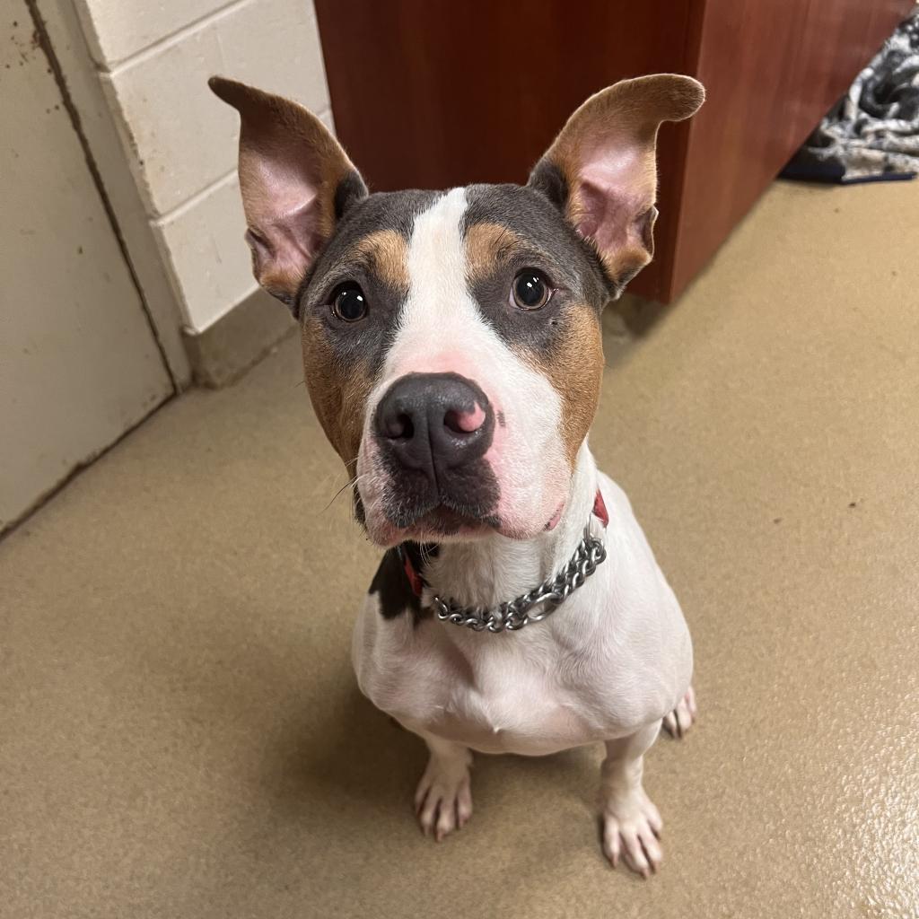 Nath, an adoptable American Bulldog in Columbus, GA, 31907 | Photo Image 1