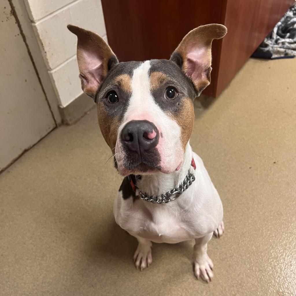 Nathan, an adoptable American Bulldog in Columbus, GA, 31907 | Photo Image 1