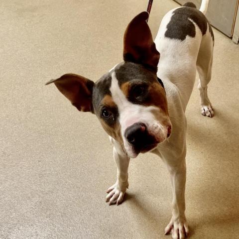 Nath, an adoptable American Bulldog in Columbus, GA, 31907 | Photo Image 2