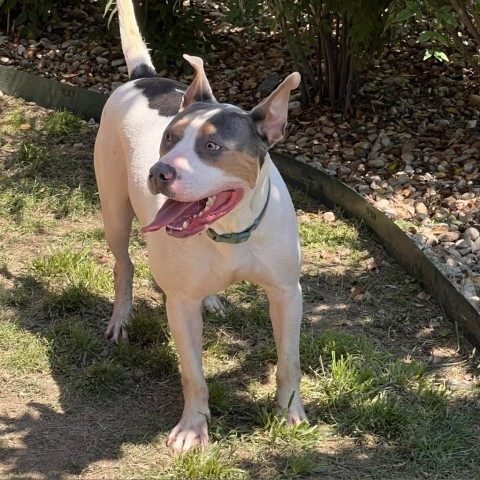 Nath, an adoptable American Bulldog in Columbus, GA, 31907 | Photo Image 2