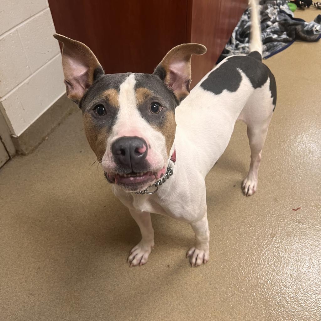 Nathan, an adoptable American Bulldog in Columbus, GA, 31907 | Photo Image 2