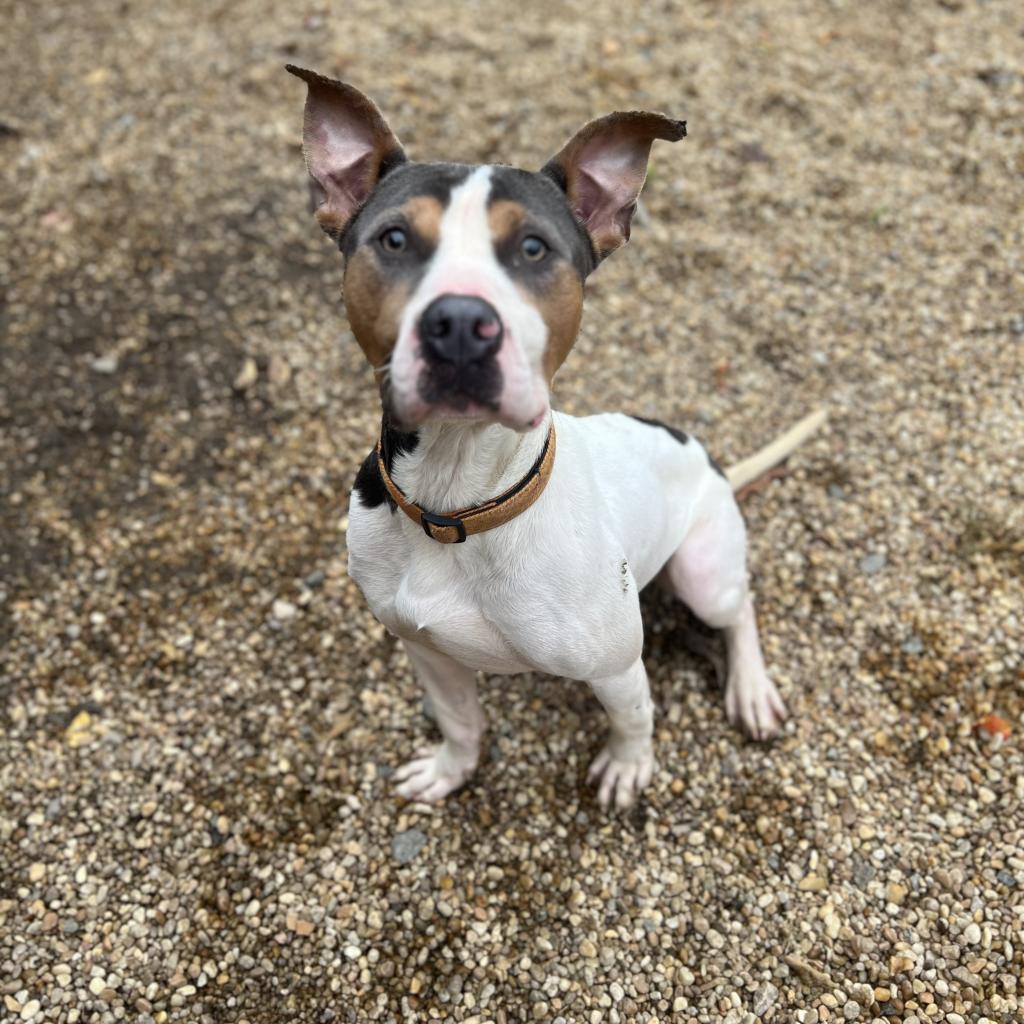 Nathan, an adoptable American Bulldog in Columbus, GA, 31907 | Photo Image 3