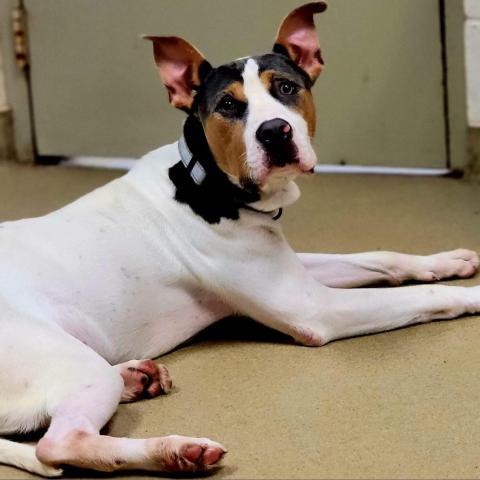 Nath, an adoptable American Bulldog in Columbus, GA, 31907 | Photo Image 4