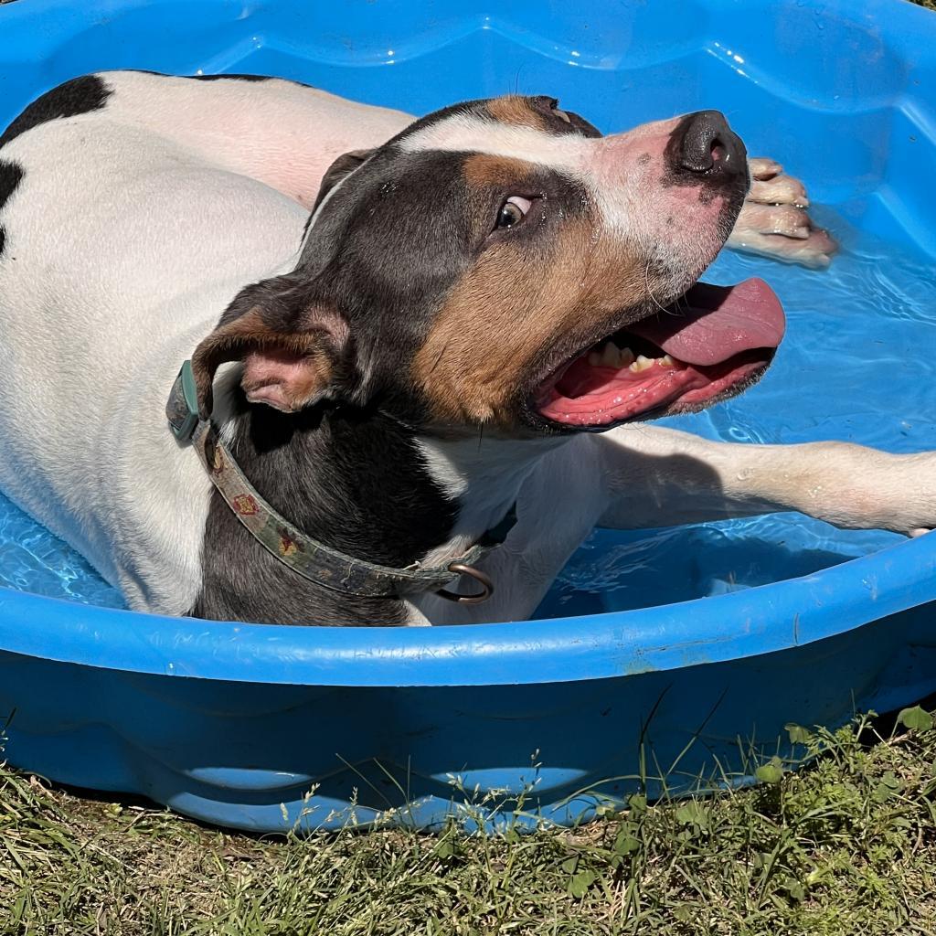 Nathan, an adoptable American Bulldog in Columbus, GA, 31907 | Photo Image 4