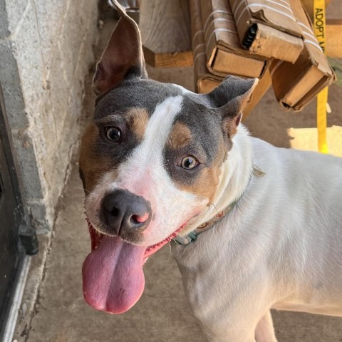 Nath, an adoptable American Bulldog in Columbus, GA, 31907 | Photo Image 5