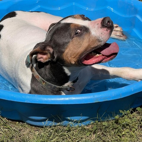 Nath, an adoptable American Bulldog in Columbus, GA, 31907 | Photo Image 6