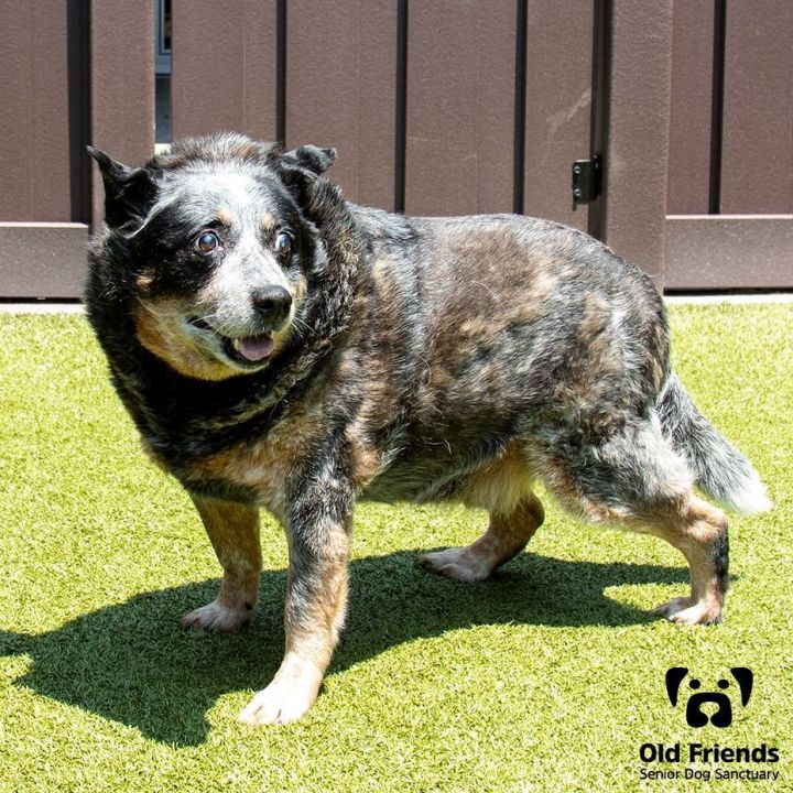 Old australian cattle store dog