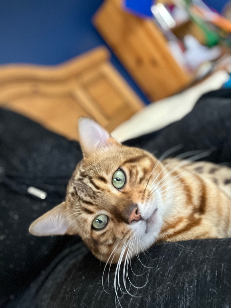 Johnny Bengal , an adoptable Bengal in Syosset, NY, 11791 | Photo Image 2