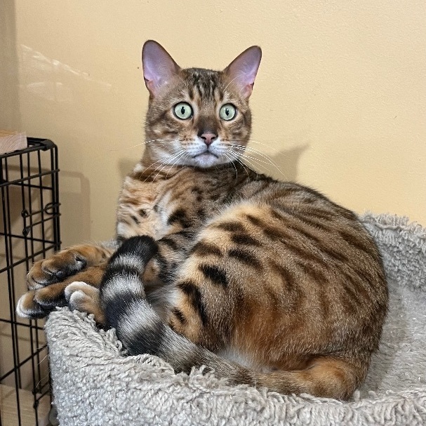 Johnny Bengal , an adoptable Bengal in Syosset, NY, 11791 | Photo Image 1