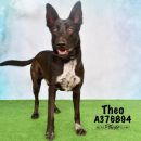 THEO's profile on Petfinder.com