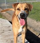 SEBASTIAN's profile on Petfinder.com